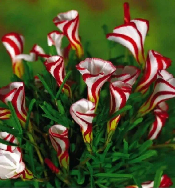 Candy Cane Sorrel Flower Seeds (Oxalis Versicolor) for Planting - 100 pcs - Flower seeds