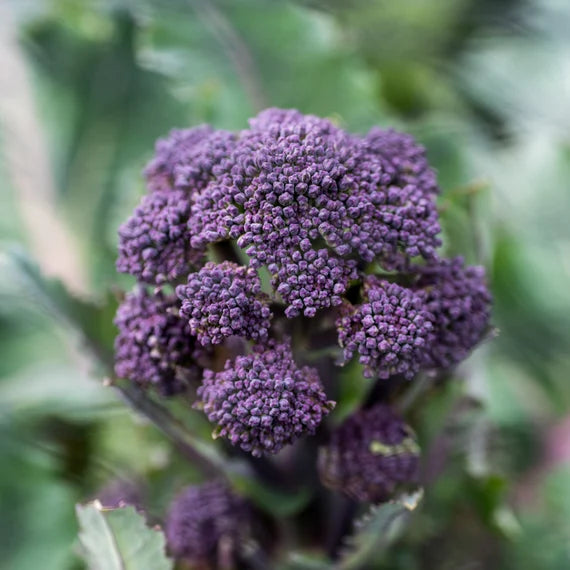 Early Purple Broccoli Seeds for Planting – 100 pcs - Vegetable Seeds