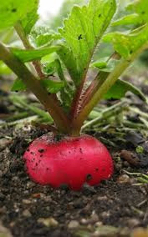 "German Giant Radish Seeds for Planting – 100 pcs" - Vegetable Seeds