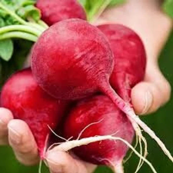 "German Giant Radish Seeds for Planting – 100 pcs" - Vegetable Seeds