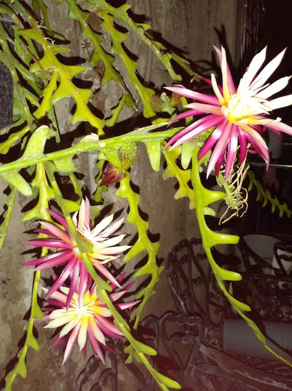 Epiphyllum Anguliger Seeds - Rare Fishbone Cactus for Unique Hanging Plant Displays - Plant Seeds