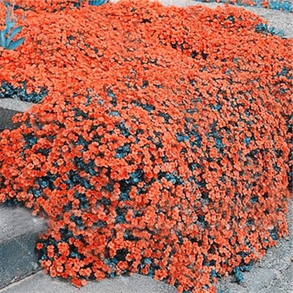 Orange Creeping Thyme Seeds - Non-GMO, Perennial, Fragrant & Low Maintenance Herb Seeds for Home Garden 100Pcs