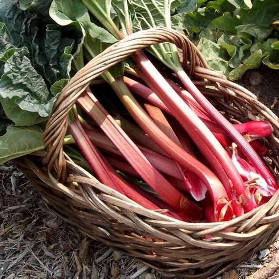 RHUBARB VICTORIA Seeds for Planting Your Garden | Buy Seeds Online