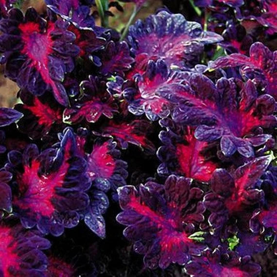 Black Dragon Lulu Certified Coleus Seeds - 40 Fresh Seeds for Vibrant Garden Color | Non-GMO