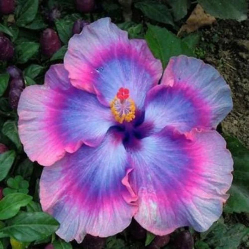 Graines d'hibiscus bleu rose violet - Vivace, résistante aux cerfs, attire les papillons et les colibris, faible entretien pour les plates-bandes, les bordures, les patios, les conteneurs - 20 pièces