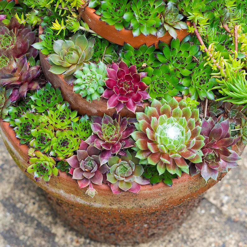 Mélange de graines succulentes pour poules et poussins, graines de fleurs pour bonsaï, pour jardin domestique - 200 pièces