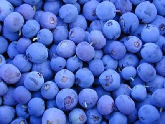 Northern Highbush Blueberry Fruit Seeds