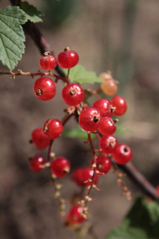 Red Wax Currant Fruit Seeds