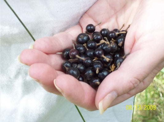 Golden Currant Shrub Seeds