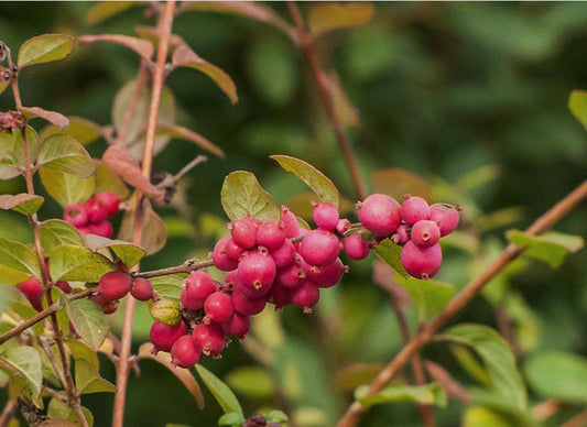 Coralberry Shrub Seeds