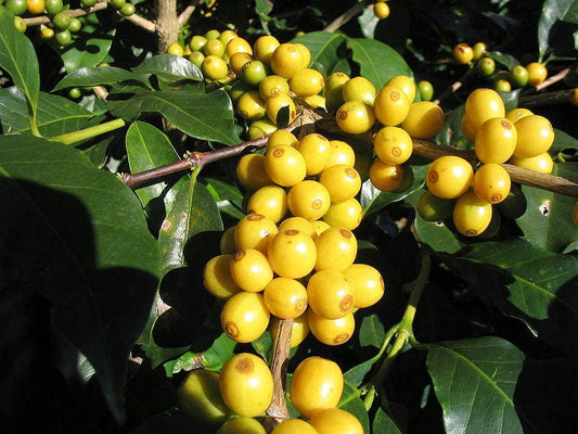 Arabica Coffee Tree Seeds