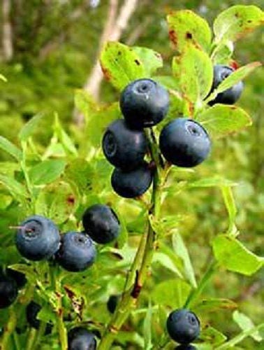 Common Bilberry Fruit Seeds