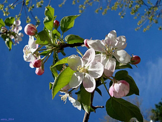 Sargent Crab Apple Seeds