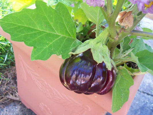 Ruffled Red Eggplant 'Pumpkin on a Stick' (Solanum melongena) – Edible & Ornamental Seeds