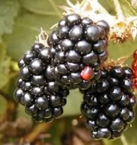 Blackberry Fruit Seeds