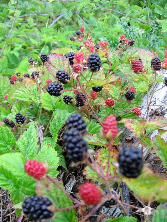 Trailing Blackberry Fruit Seeds