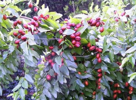 Red Chinese Date Tree Seeds