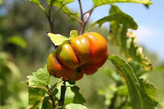 Turkish Orange Eggplant Seeds