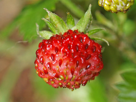 Vesca Baron Strawberry (Fragaria vesca) – Solemacher Berry Seeds