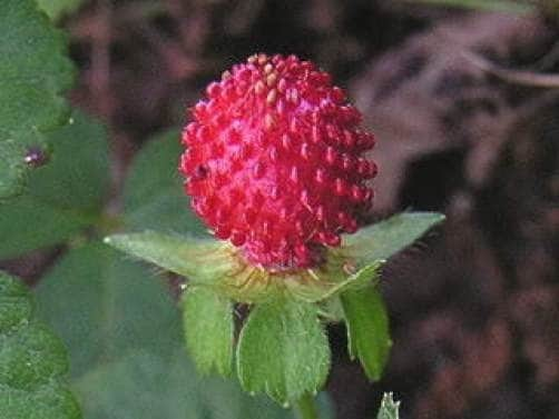 Red Indian Tuttifrutti Strawberry (Duchesnea indica) – Flower Berry Fruit Seeds