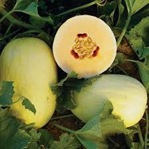 Crenshaw Melon Fruit Seeds