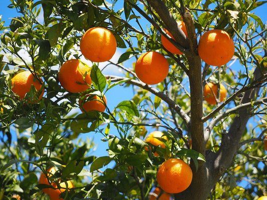 Tangerine Mandarin Orange Fruit Seeds