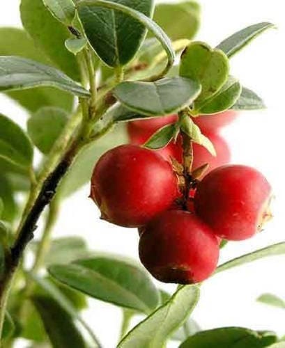 Perennial American Cranberry Fruit Seeds