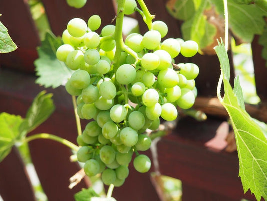 Green Dessert/Table Grape Fruit Seeds