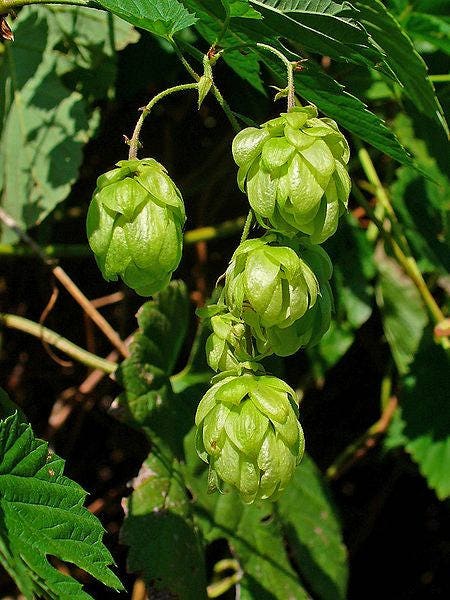 Common Hops Seeds