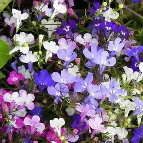 Mixed Lobelia Regatta Flower Seeds for Planting - Great for Hanging Displays - Flower Seeds