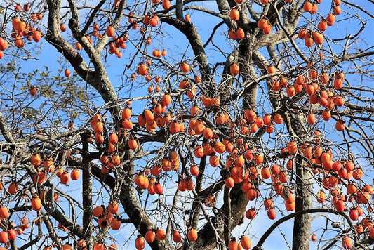 Japanese Persimmon Fruit Seeds