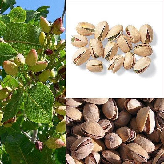 Pistachio Nut Tree Seeds