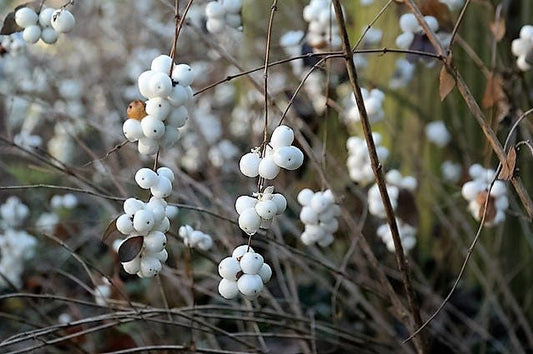 Dwarf Creeping Snowberry Shrub Seeds