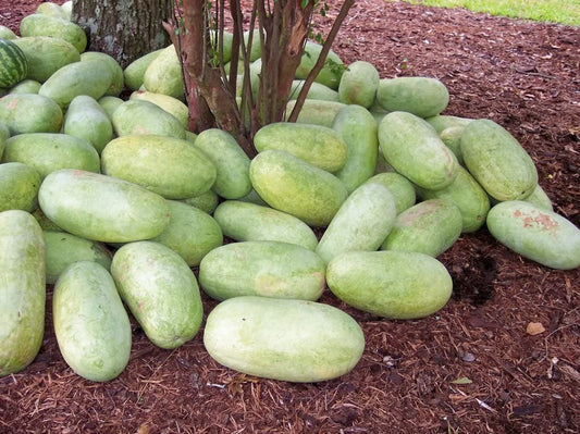 Charleston Gray Watermelon (Citrullus lanatus) – Red Fruit Melon Seeds