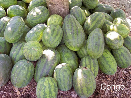 Congo Watermelon (Citrullus lanatus) – AAS Winner Red Fruit Melon Seeds