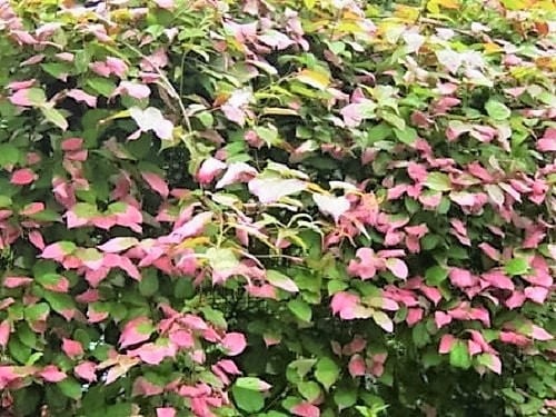 Variegated Arctic Beauty Kiwi Fruit Seeds