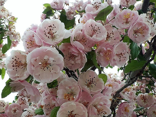 English Hawthorn Fruit Seeds