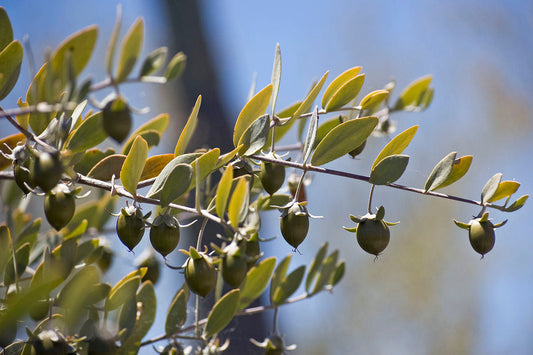 Jojoba Oil-Producing Plant Shrub Seeds