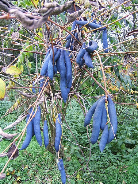 Blue Sausage Fruit Seeds