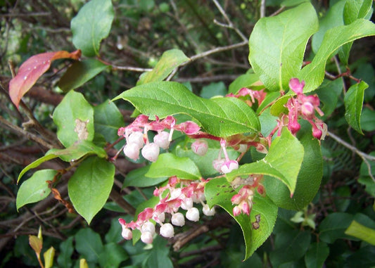 Salal Berry Fruit Seeds