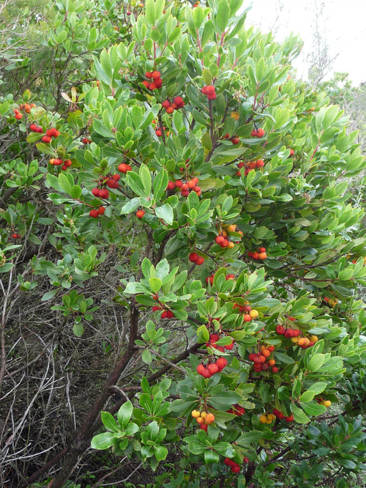 Strawberry Tree Fruit Seeds