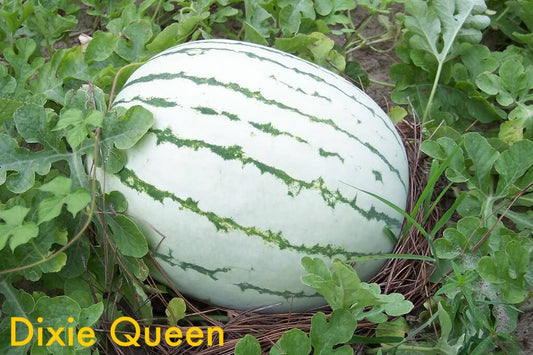 Dixie Queen Watermelon Seeds