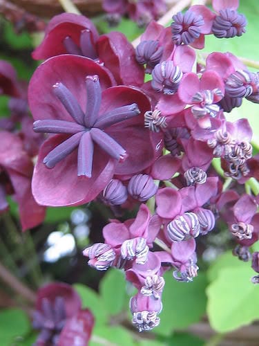 Chocolate Vine Fruit Seeds