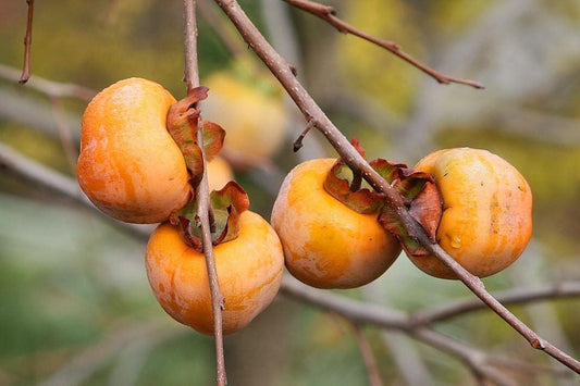 Italian Persimmon Fruit Seeds