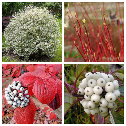 Fire and Ice Dogwood Tree Seeds