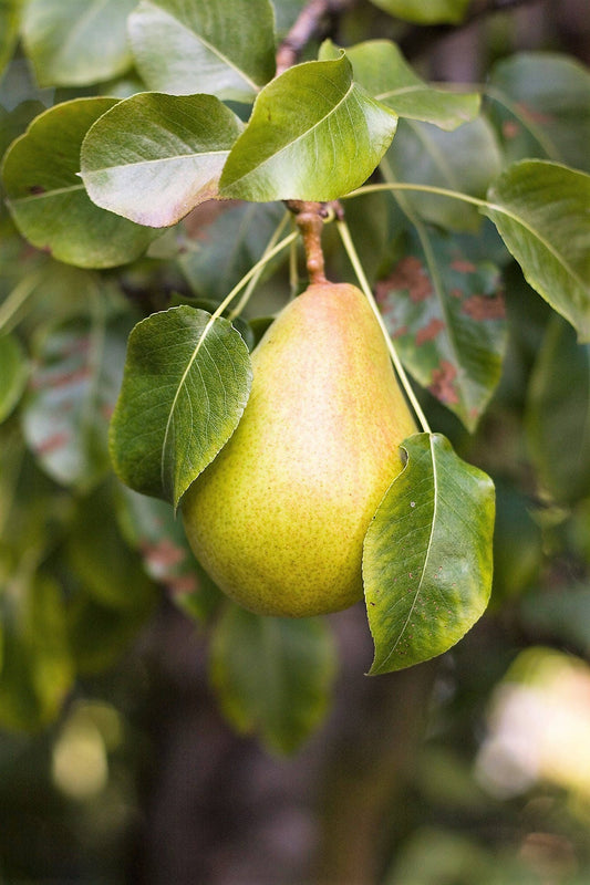 European Pear Tree Fruit Seeds