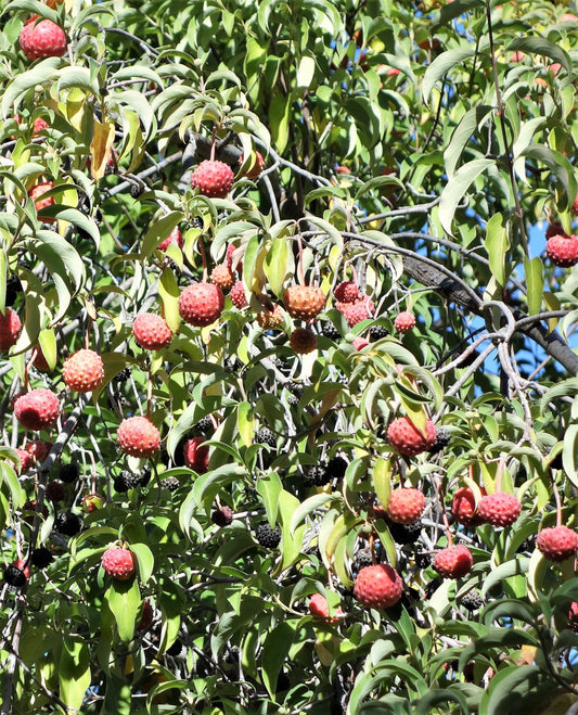 Himalayan Dogwood Strawberry Tree Seeds