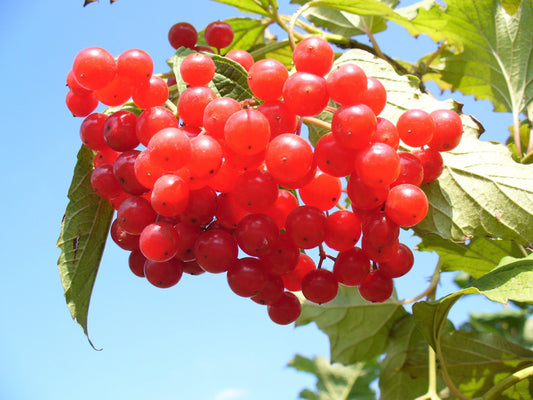 American Highbush Cranberry Fruit Seeds