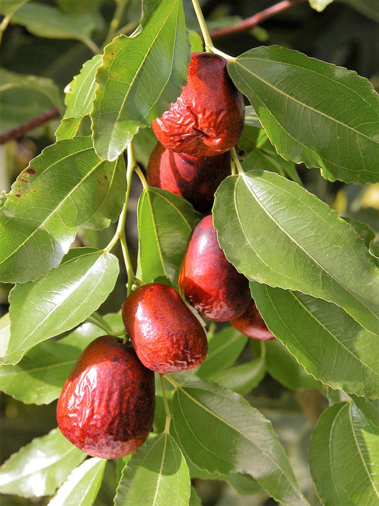 Asian Date Jujube Fruit Tree Seeds