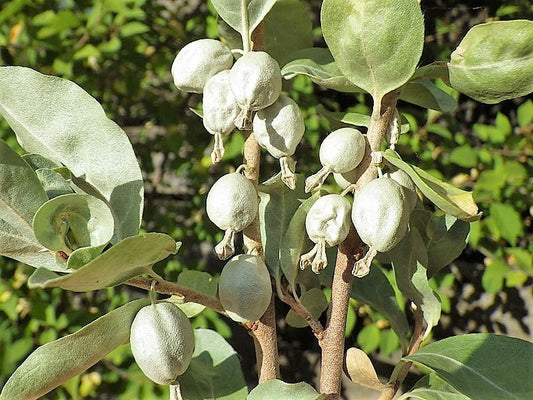 American Silverberry Fruit Seeds